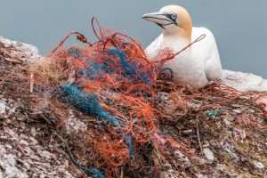 Tout l'écosystème se trouve menacé par le plastique