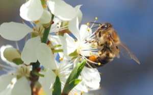 Vous vous mouchez davantage à cause du pollen - n'oubliez pas les règles d'hygiène