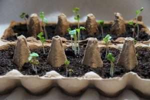 Un potager dans une boîte d'oeufs, c'est plutôt malin